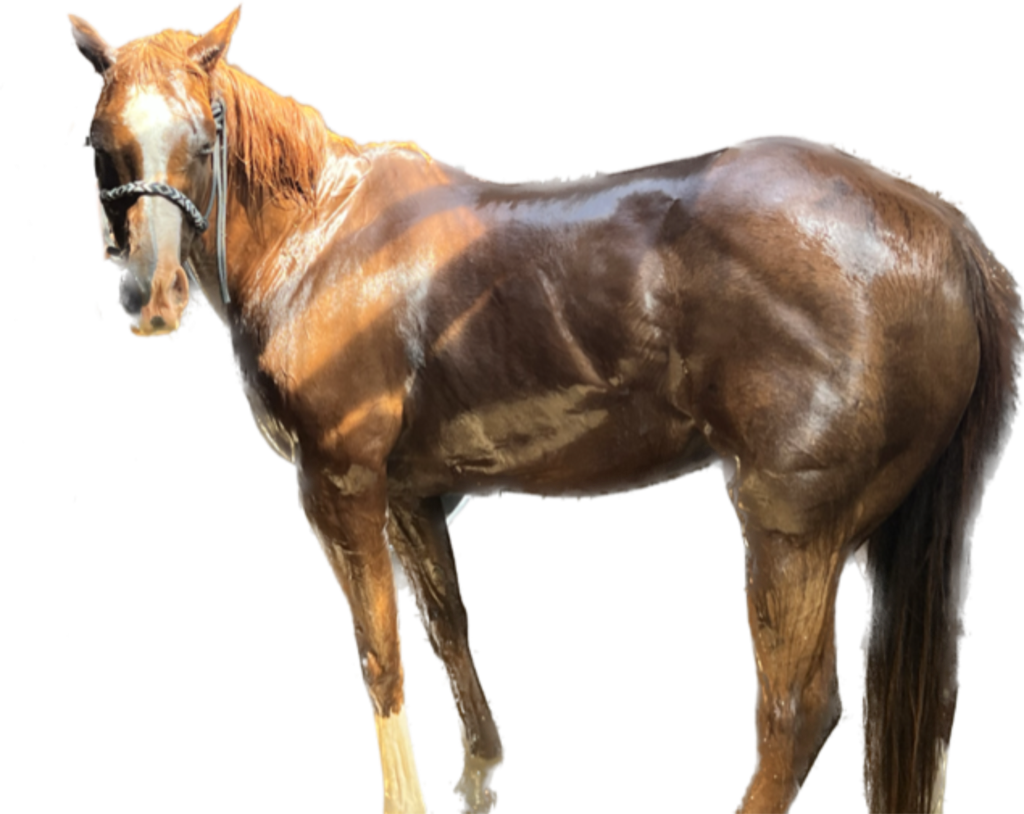 Horse Boarding l SkyWassRanch Horse Boarding near me 2023