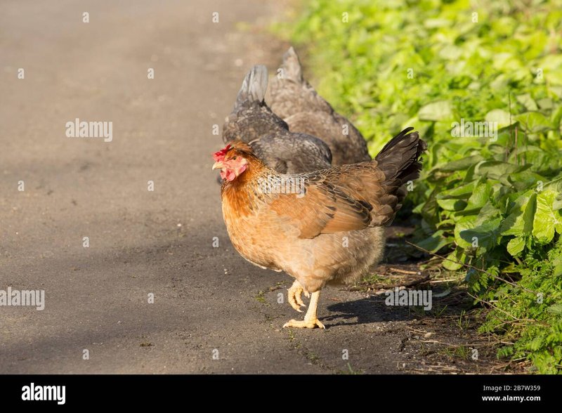 Geniet van Chicken Road in het Online Casino in Nederland in Netherlands